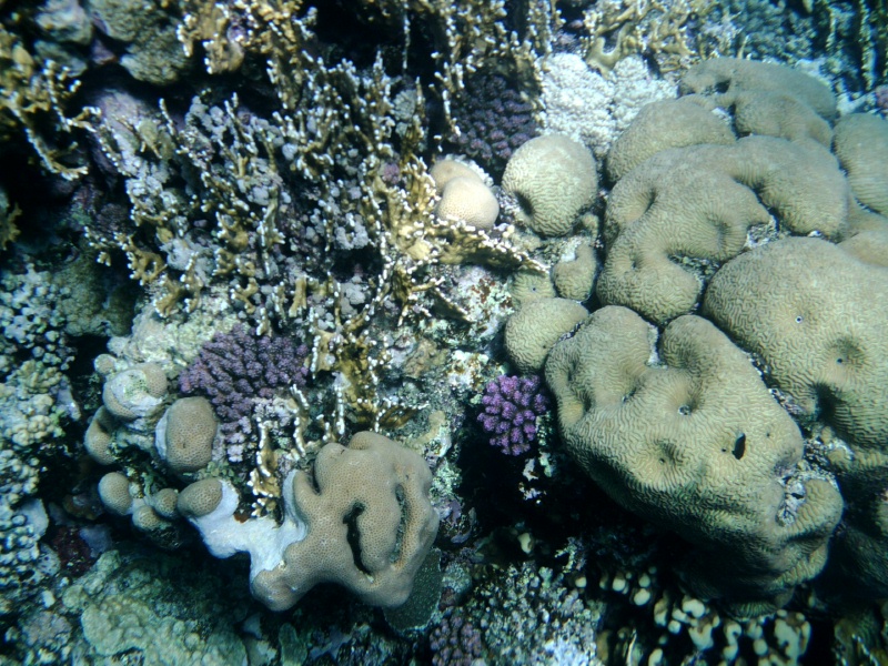 Sharm El Luli a9c.JPG